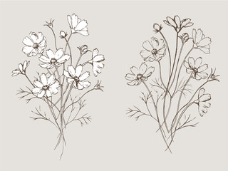 コスモスのブーケ　ペン画　ラインアート © miko