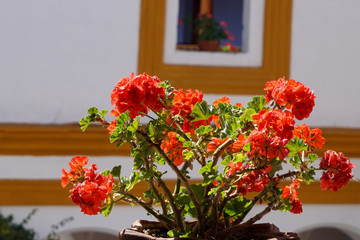 red flowers in a window