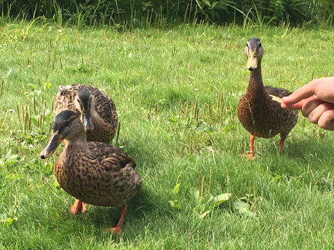 Cropped Hand Feeding Ducks On Grassy Field