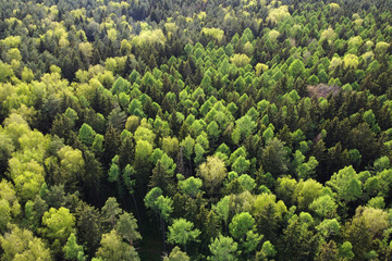Aerial shot of summer forest landscape, top view of trees