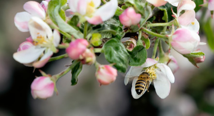 A bee pollinates spring flowers of an apple tree, on a blurred background