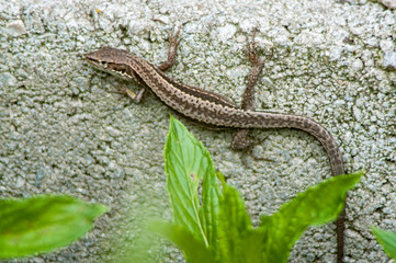 small brown lizard on concrete