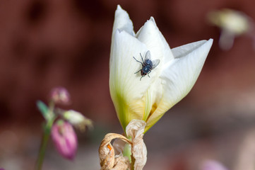Fototapeta na wymiar meat fly on a white flower
