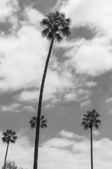Palm Trees b&w