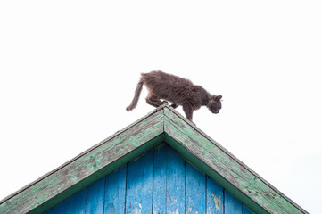 dirty street cat on an old roof