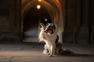 dog in an old castle. Low key. Ancient architecture,