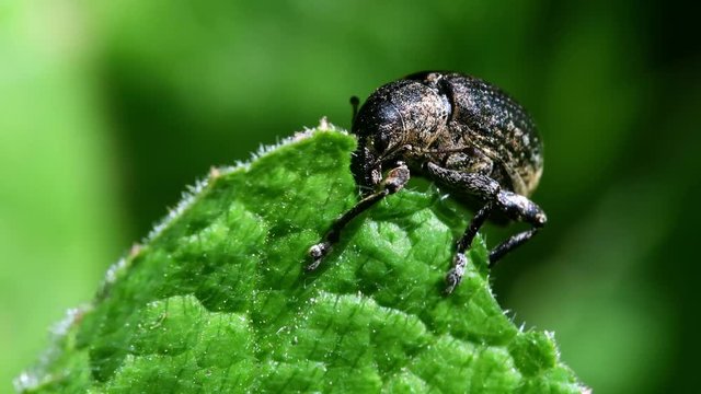 Pea Weevil feeds on a leaf. His Latin name is Sitona hispidulus.