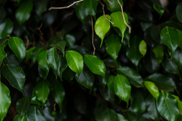 Naturaleza, textura verde