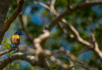 beautiful colorful little bird standing on a branch