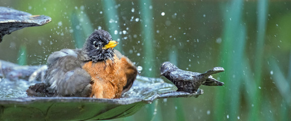 An adult American robin splashes vigorously in a decorative birdbath.