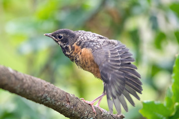 A young fledgling American robin fresh out of the nest tentatively tests out his wings on the relative safety of a branch before taking off into the air.