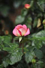 Rose in the forest