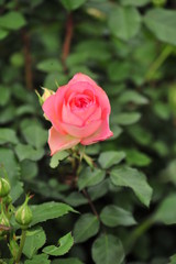 Rose in the forest