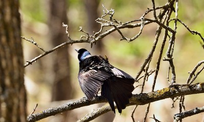 Fototapete bei efototapeten.de bestellen   