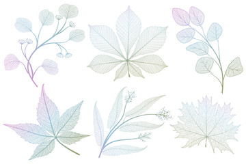 Set colored leaf veins on white. Vector illustration. EPS 10.