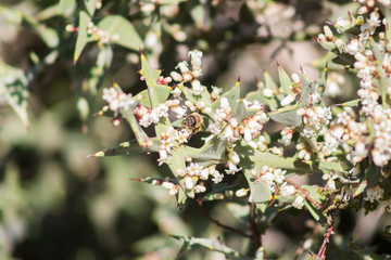 Abeja recolectando néctar de una flor blanca 
