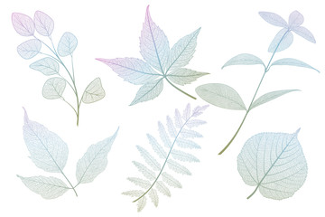 Set colored leaf veins on white. Vector illustration. EPS 10.