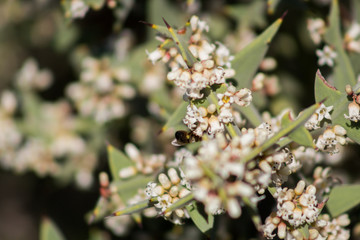 Abeja recolectando néctar de una flor blanca 