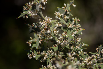 Abeja recolectando néctar de una flor blanca 