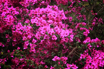 Obraz premium red flowers bloom beautifully