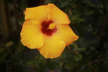 yellow flower close-up