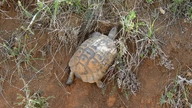 a turtle trying to overcome the obstacle, a determined and hardworking turtle,
