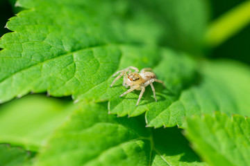 Dimorphic Jumping Spider on Leaf