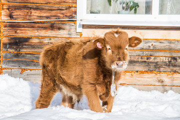 calf in winter