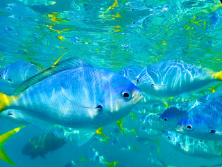 fish whitsundays 