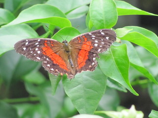 Orange and brown butterly