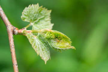 Grape Flower Buds in Springtime