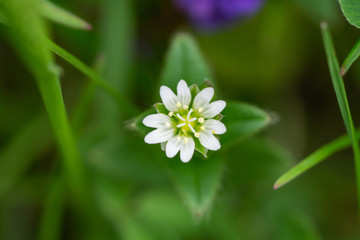 Mouse-Ear Chickweed Flower in Springtime