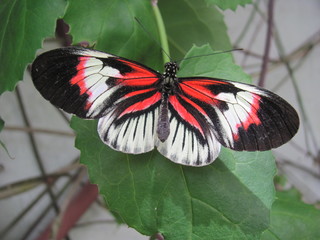 black red and white butterly