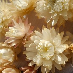 White and Pink Flowers Close Up 