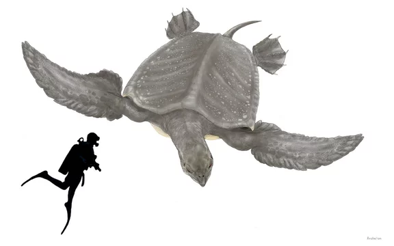 アーケロン 白亜紀後期の海に生息していた巨大な古代のウミガメである アーケロンの学名は古代の亀あるいは 亀を統べる亀を意味する 全長約4メー現在まで発見されている亀の中では最大 食性は海藻や海綿を岩礁から嘴で削り取ったり