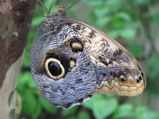 butterfly with eye