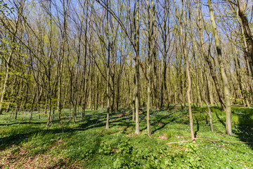 Buchenwald in der Goor, Insel Rügen