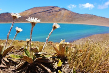 Picturesque Lake at the Volcanic Plateau of Tongariro Alpine Crossing in New Zealand