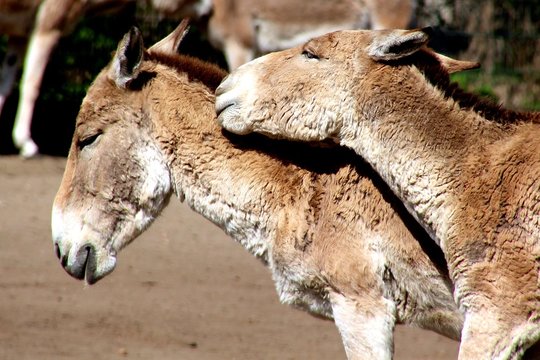 Close Up Of Two Donkeys