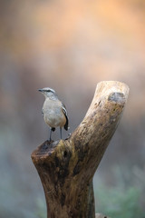 White banded Mockingbird, Patagonia, Argentina