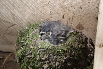 Birds nest in barn © Brianna