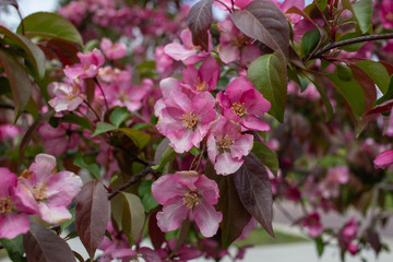 Close up view beautiful rosy pink apple blossoms with defocused blue sky background