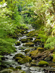 Obraz premium Green forest river in Yamanashi Japan