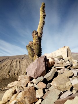 Cactus Pucara Tilcara Valle montañoso Quebrada de Humahuaca 