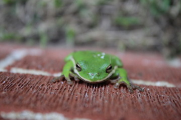 Green frog on brick wall