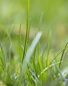 Macro close-up image of blades of grass in a field in Canada.