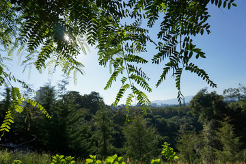 Fototapeta premium Trees trees and blue sky