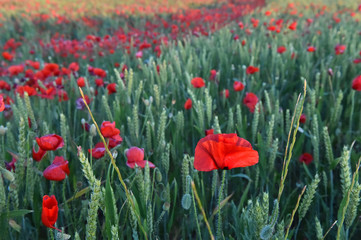 a red beautiful poppies at sunset in the Green field