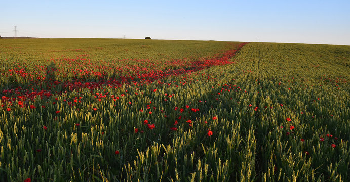 a red beautiful poppies at sunset in the Green field