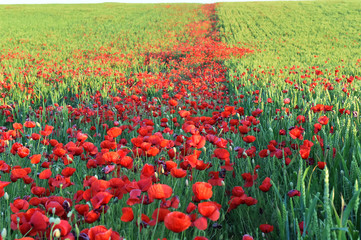 Obraz premium un precioso campo de amapolas en primavera